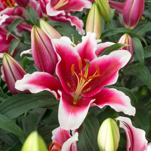 Vibrant pink-and-white stargazer lily close-up