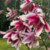 Pink and white lilies in bloom outdoors.