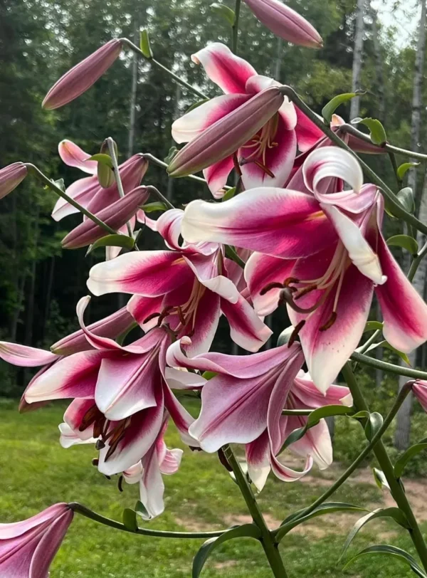 Pink and white lilies in bloom outdoors.