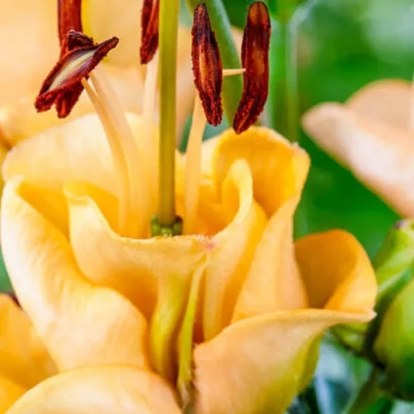 Close-up yellow-orange lily with brown anthers