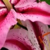 Close-up vibrant pink speckled lily petals