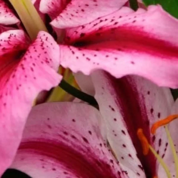 Close-up vibrant pink speckled lily petals