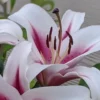White lilies with pink centers in bloom.
