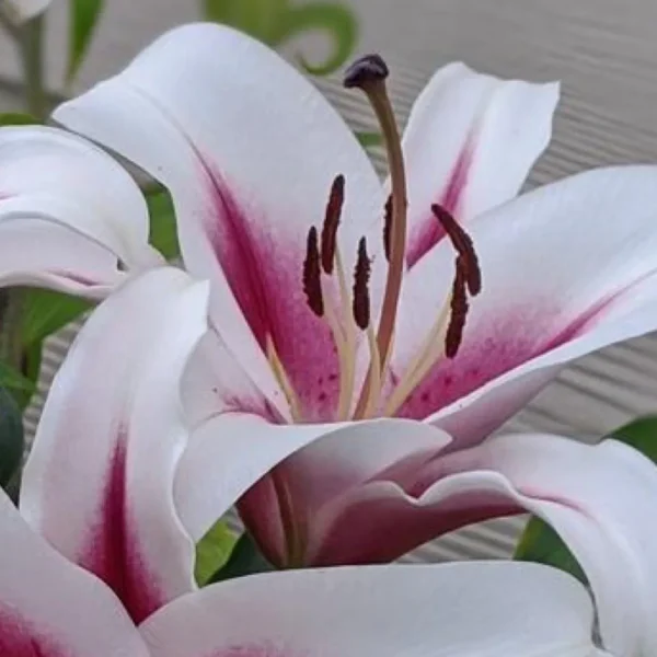 White lilies with pink centers in bloom.
