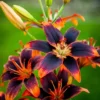 Dark orange and purple lilies in bloom.