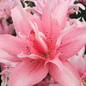 Pink lily flower closeup bloom.