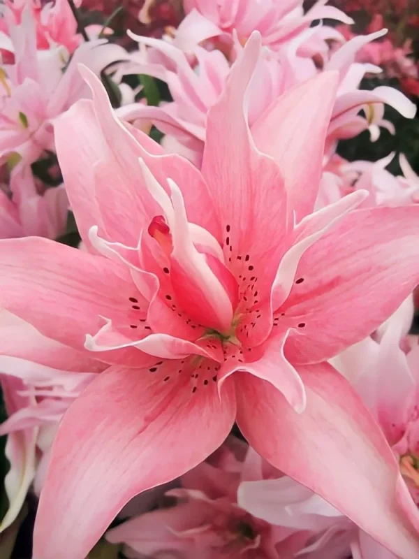 Pink lily flower closeup bloom.