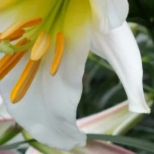 White lily flower close-up detail.