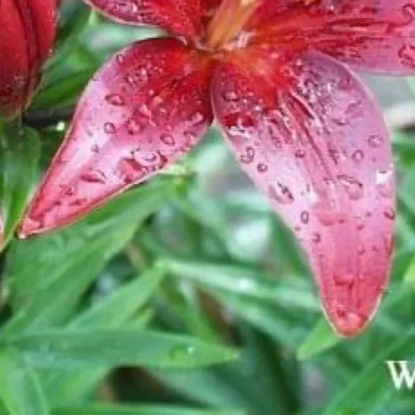 Red lily with raindrops on petals.
