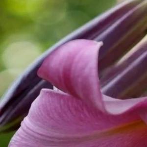 Macro of curled pink flower petal