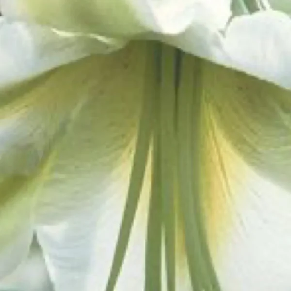 Close-up of pale green flower petals.