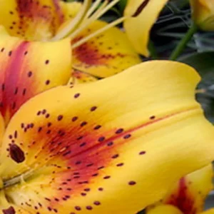Close-up of yellow lily with red speckles