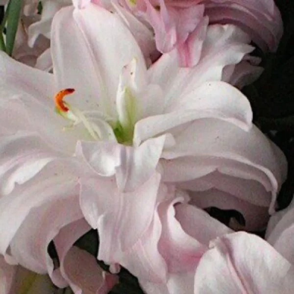 Close-up of soft pale pink lily petals
