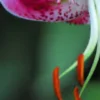 Close-up of spotted pink lily anthers