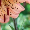 Peach tiger lily close-up with dark stamens