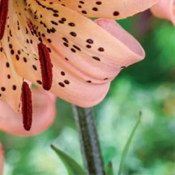 Peach tiger lily close-up with dark stamens