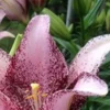 Speckled pink lily bloom with yellow stamens