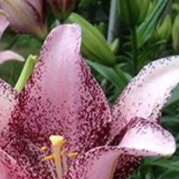 Speckled pink lily bloom with yellow stamens