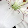 Close-up white lily petal with purple spots