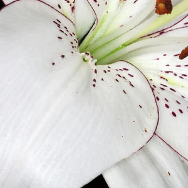 Close-up white lily petal with purple spots