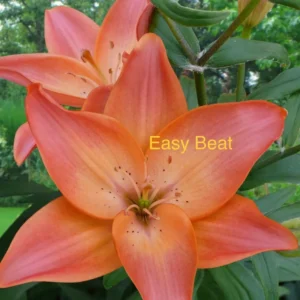 A close up of two orange flowers with the words " easy beat " written on them.