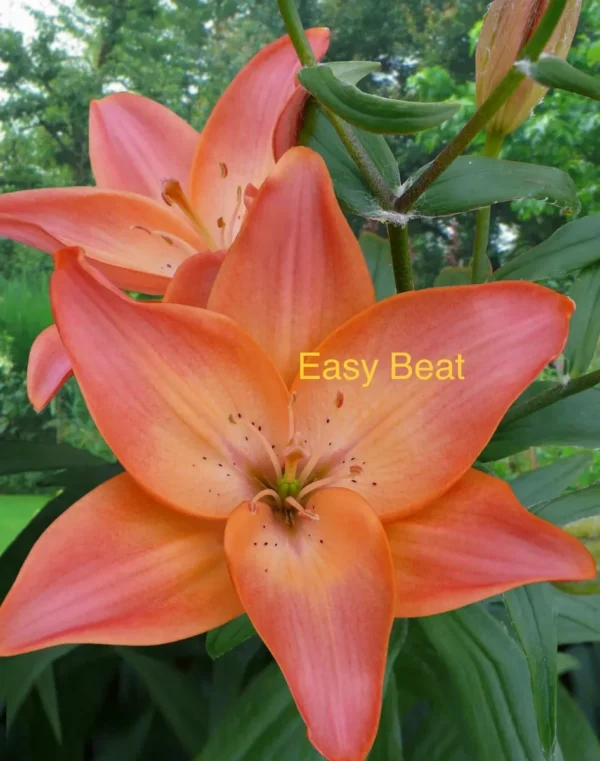 A close up of two orange flowers with the words " easy beat " written on them.