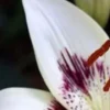 White lily with purple and red accents.