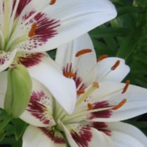 White lilies with red accents in bloom.