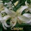 White lilies labeled "Casper" in garden.
