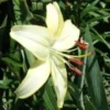 Pale yellow lily with red stamens