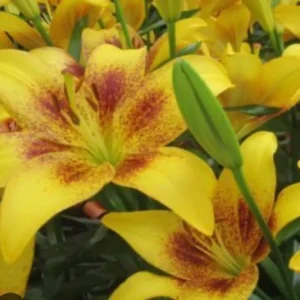 Yellow lilies with red-speckled petals blooming.