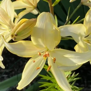 Yellow lilies in sunlight, close-up view.