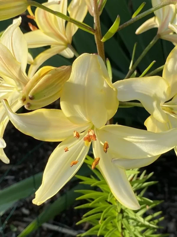 Yellow lilies in sunlight, close-up view.
