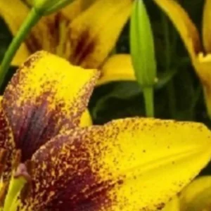 Yellow lilies with dark speckled petals.