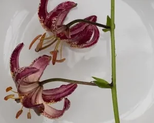 Purple flowers with green stem on plate.