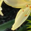 Yellow lily in sunlight, close-up view.