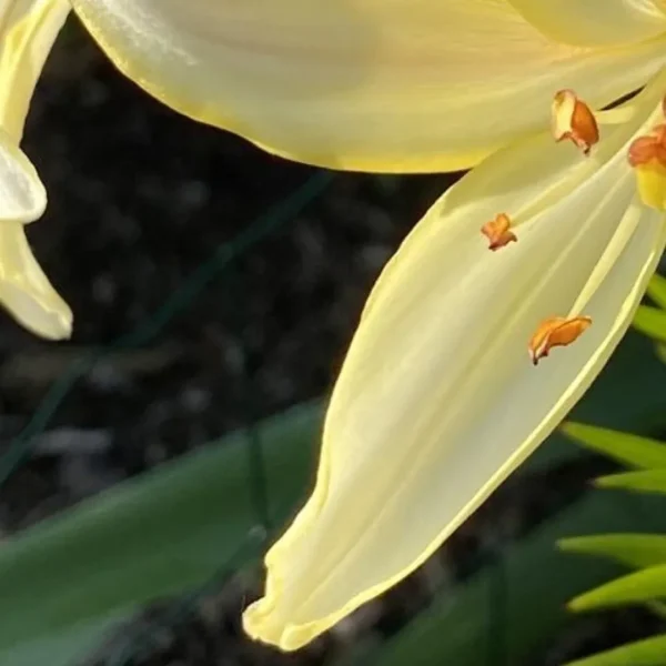 Yellow lily in sunlight, close-up view.
