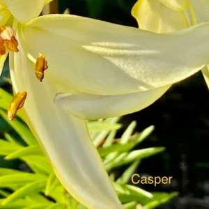 White lily flower with yellowish petals.