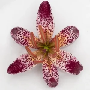 Purple and white speckled lily on white.
