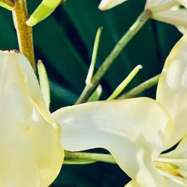 Close-up of pale yellow flower petals.
