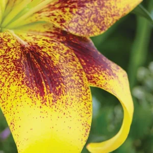 Close-up of yellow lily petal with red speckles