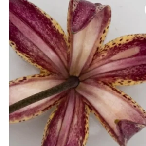 Purple and yellow lily flower, close-up view.