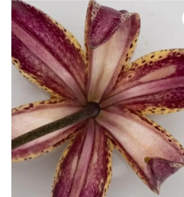 Purple and yellow lily flower, close-up view.