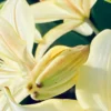 Close-up of a yellow lily bud.