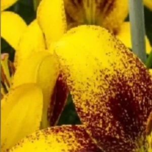Yellow lilies with speckled burgundy petals.