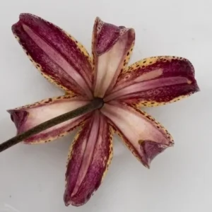 Purple and pink flower viewed from below.