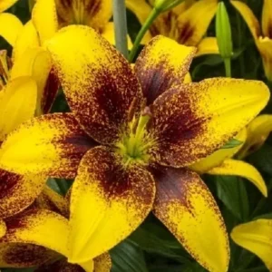 Yellow and maroon lilies in bloom.