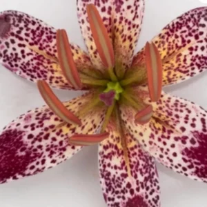 Speckled lily with pink and white petals.