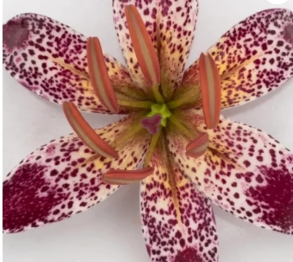 Speckled lily with pink and white petals.