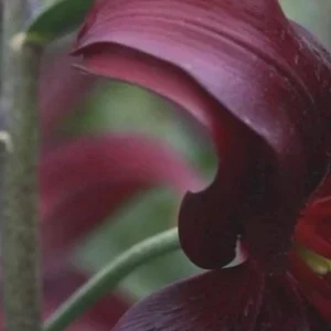 Dark red flower with curled petals.
